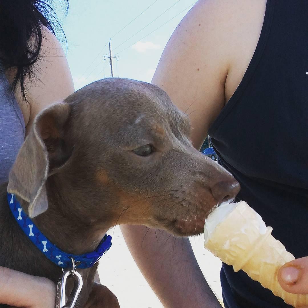 andy's puppy cone