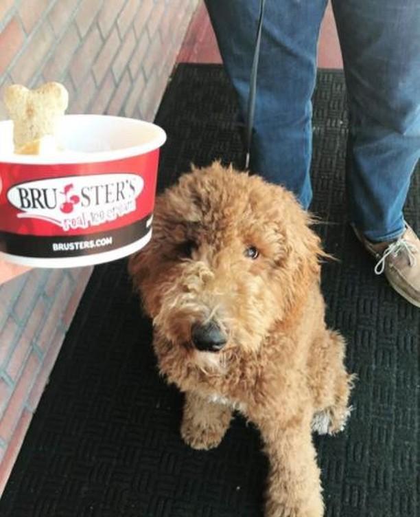 dog friendly ice cream near me
