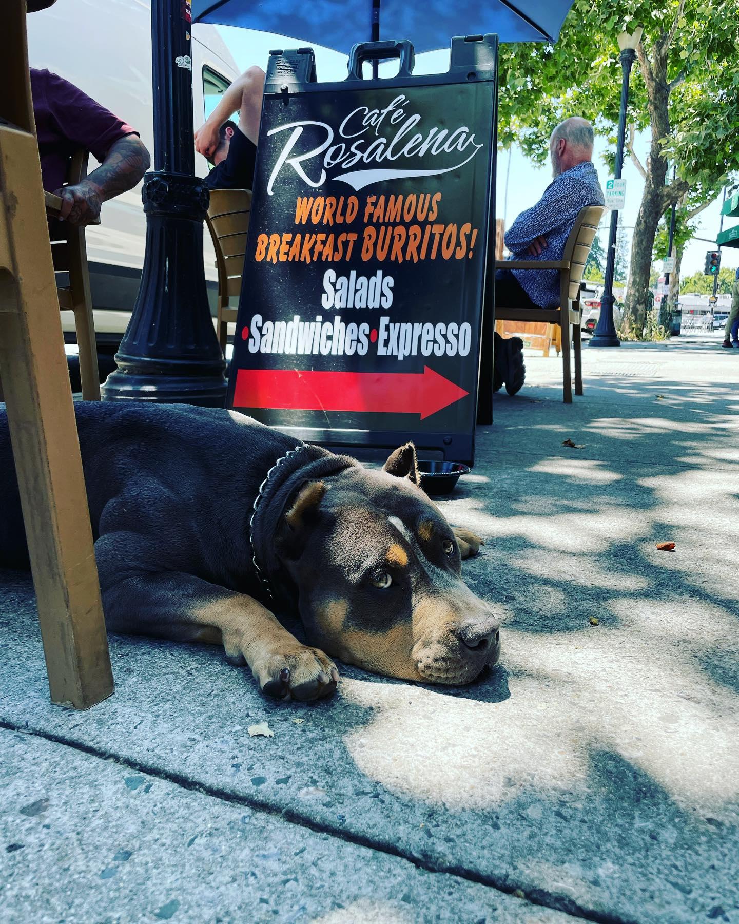 Pet Friendly Cafe Rosalena