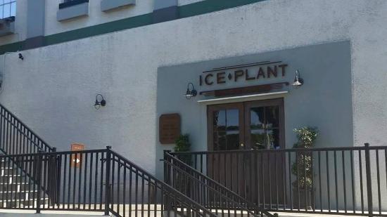 Ice Plant Is Pet Friendly ice-plant-is-pet-friendly