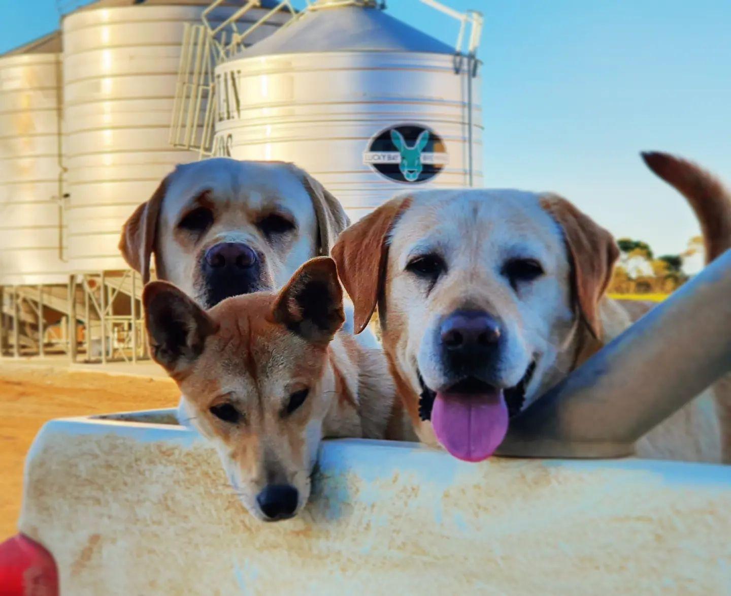 can you take dogs to lucky bay