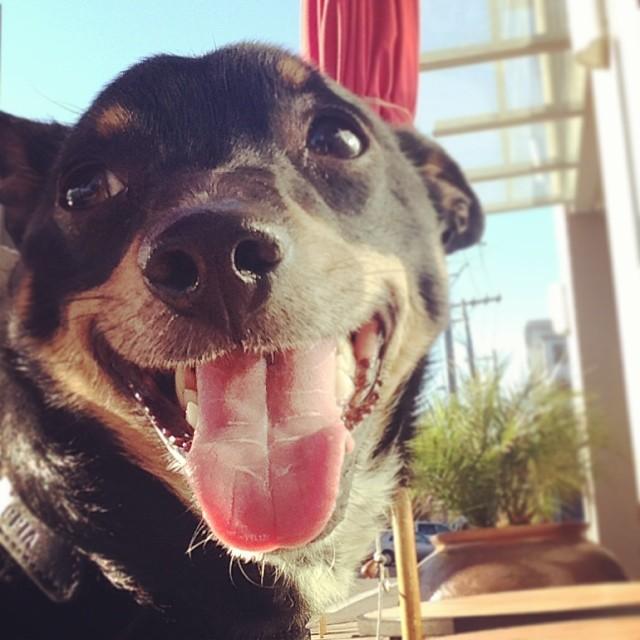 Sierra Deli Pet Policy