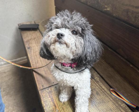 Pet Friendly Dizzy's Gypsy Bistro
