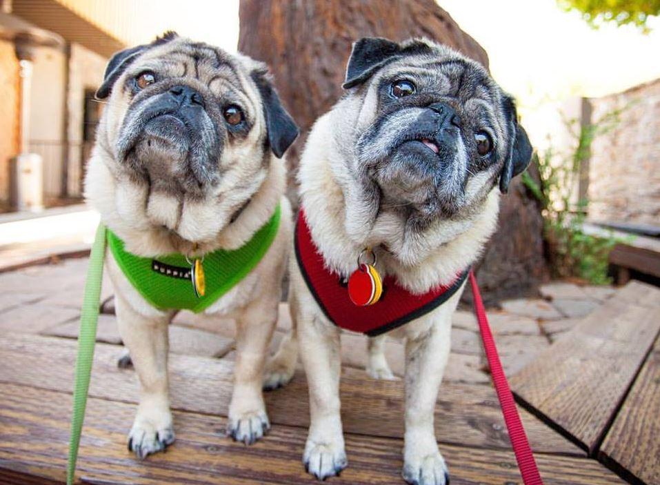 Steins Beer Garden Is Pet Friendly