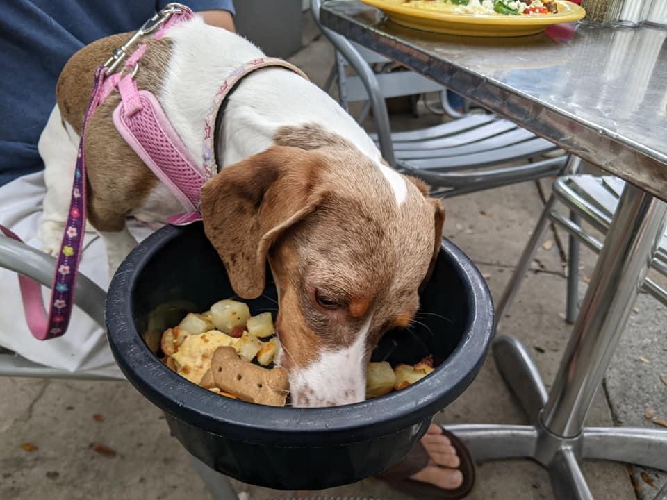 Food places shop that allow dogs