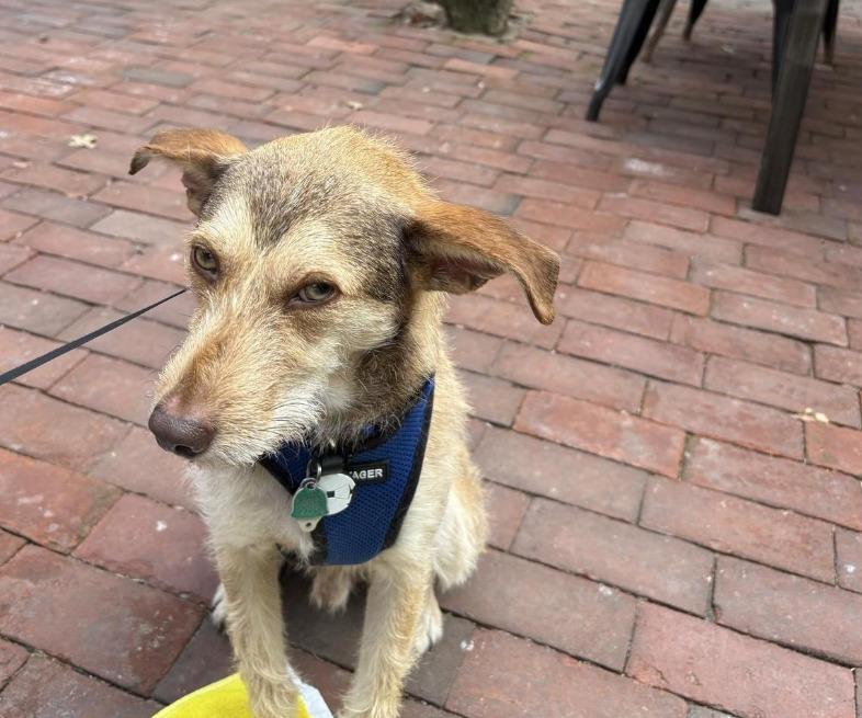 Pet Friendly AMA Pizza