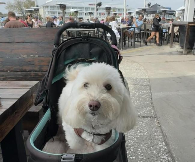 Pet Friendly Saltwater Cowboys