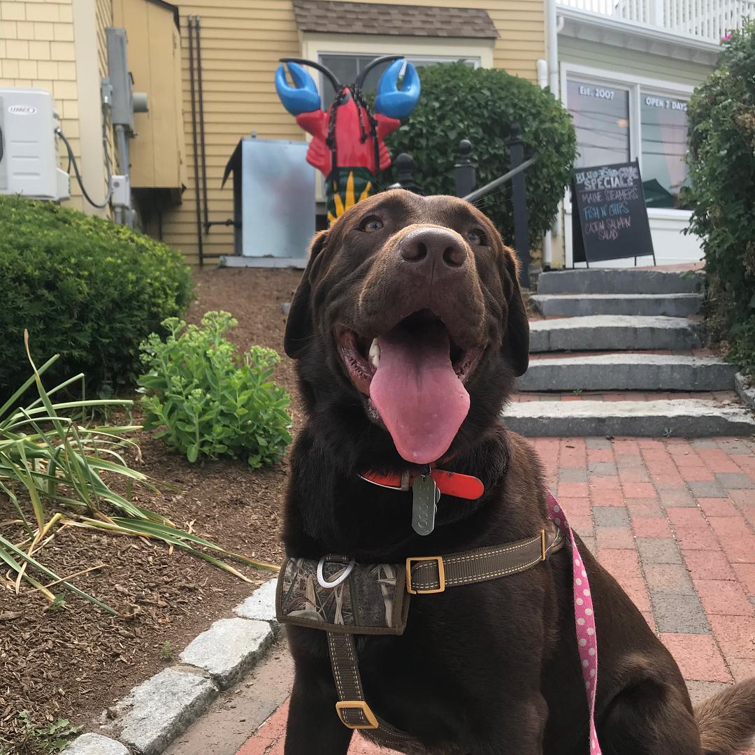 new plymouth dog pound