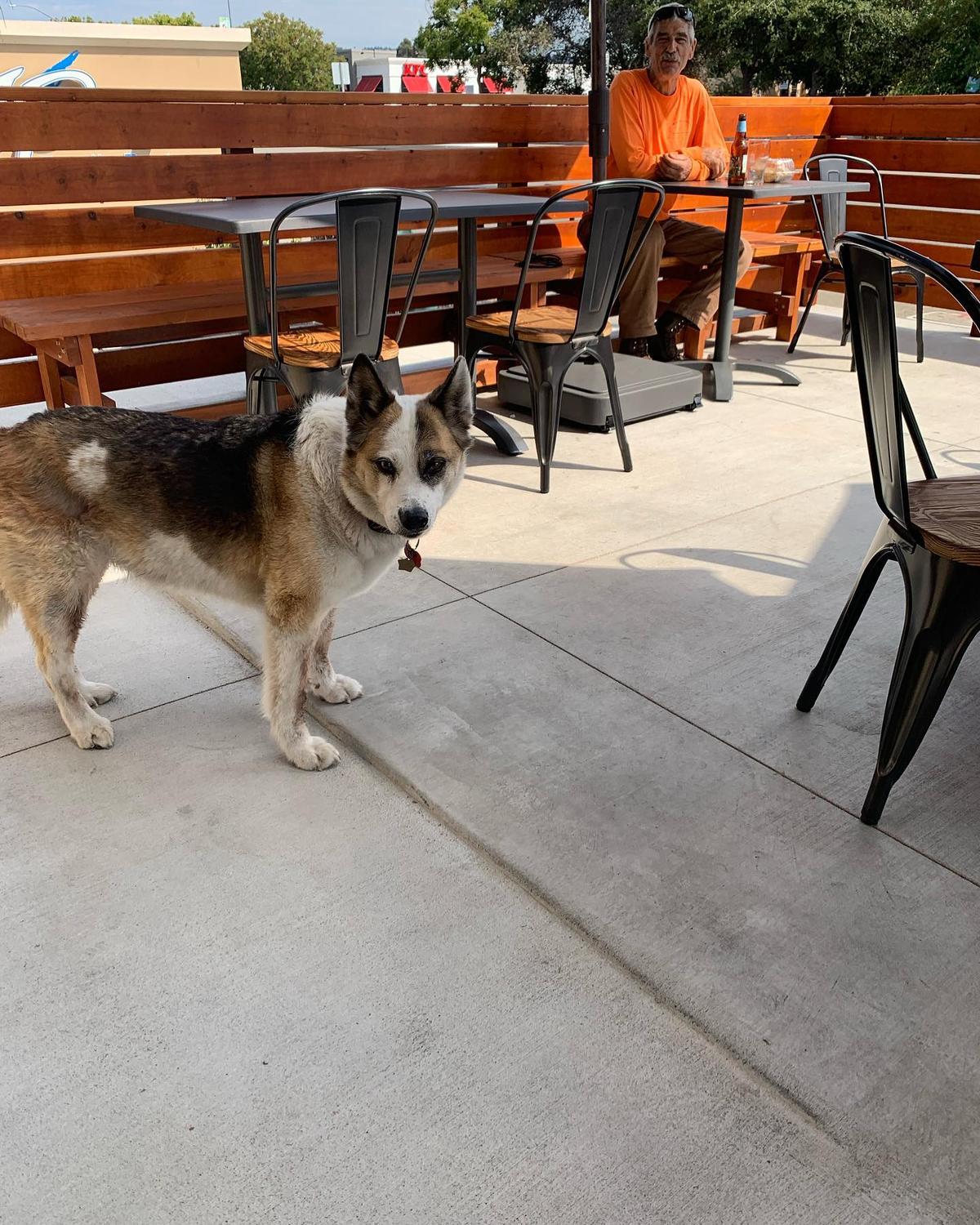JP's Family Restaurant & Sports Lounge Pet Policy