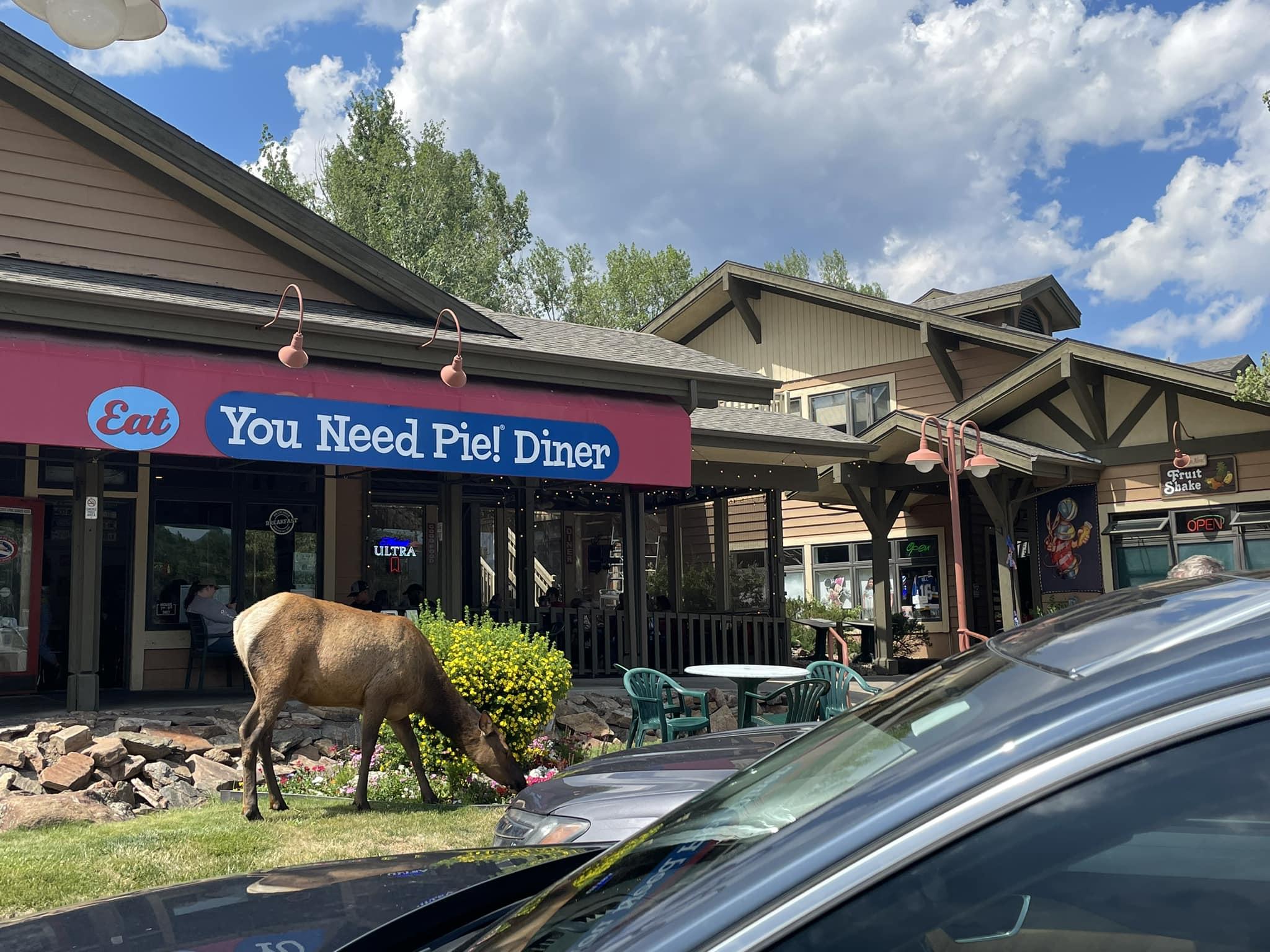 Pet Friendly You Need Pie Diner & Bakery
