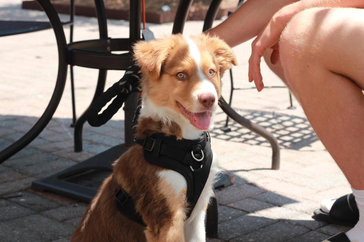 Salt & Pepper Cafe Acworth Pet Policy