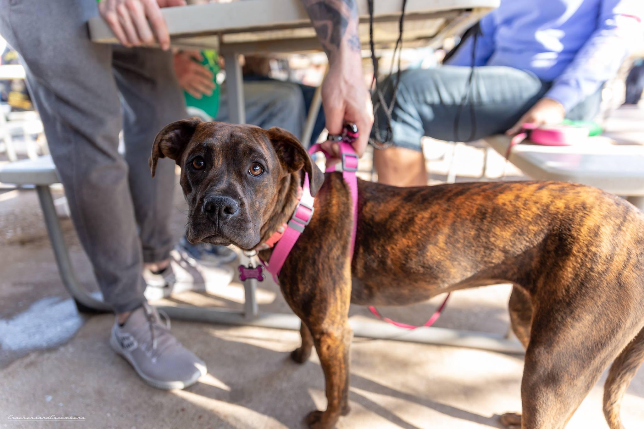 Dog Friendly Bars & Pubs in Waco, TX BringFido