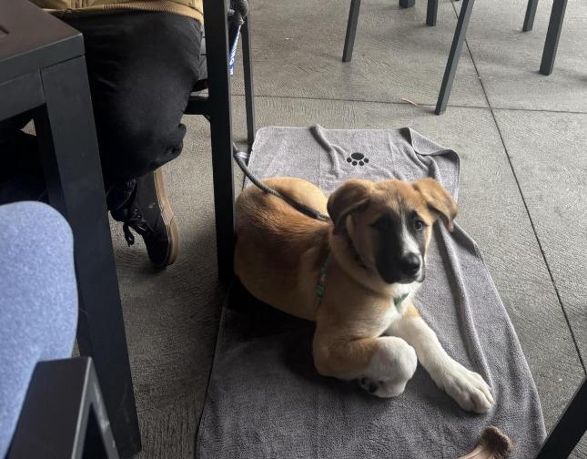 Pet Friendly World of Beer