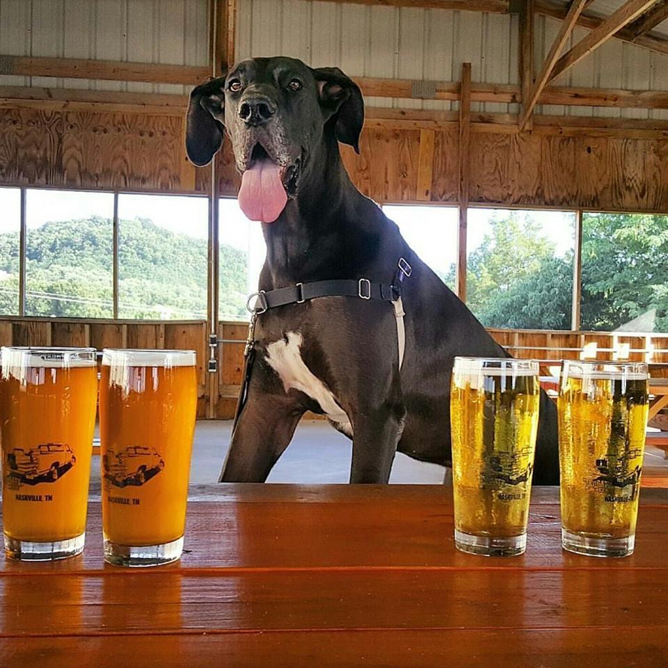 Dog Friendly Bars & Pubs in Nashville, TN - BringFido