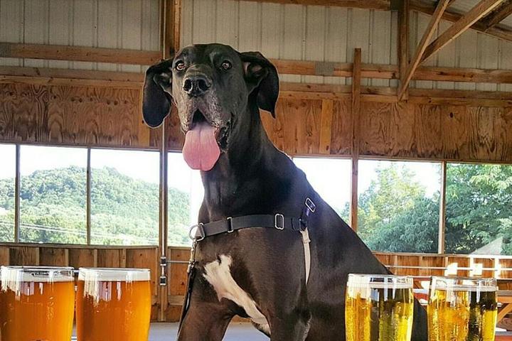 Pet Friendly TailGate Brewery