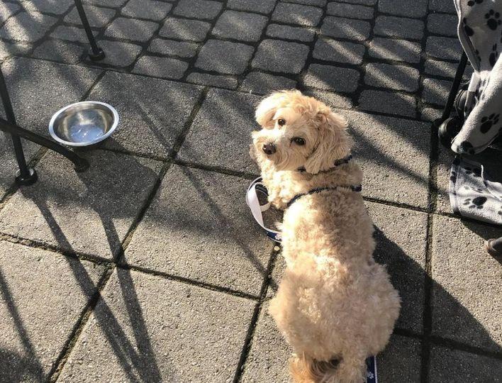 BringFido to Dog Day at Minute Maid Park