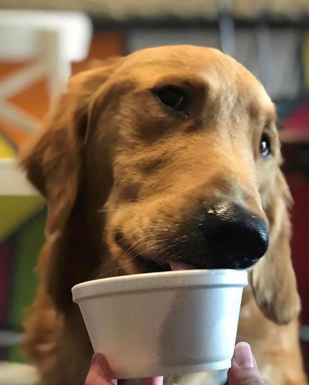 dog friendly ice cream near me