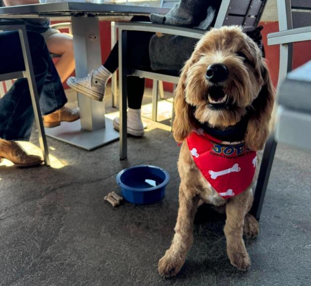 Pet Friendly Daddy Joe's Beach House BBQ & Grill