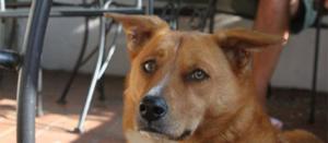 Picture of a dog at City Lights Cafe, a pet-friendly restaurant in Sylva. Picture of a dog at City Lights Cafe, a pet-friendly restaurant in Sylva.