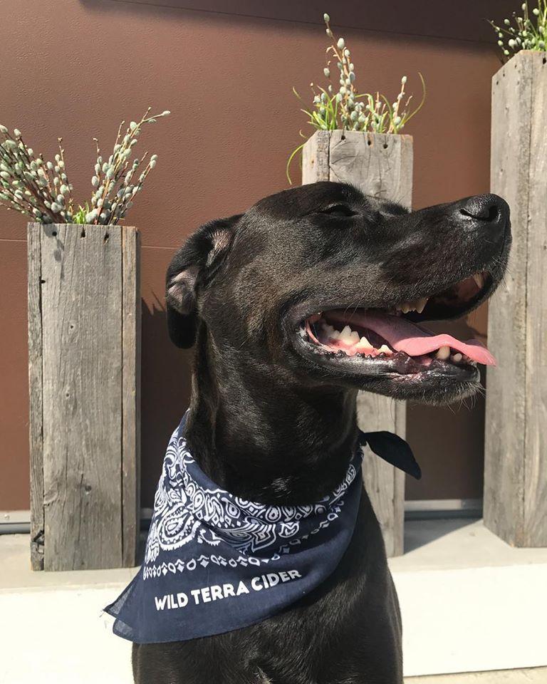 Pet Friendly Wild Terra Cider and Brewing