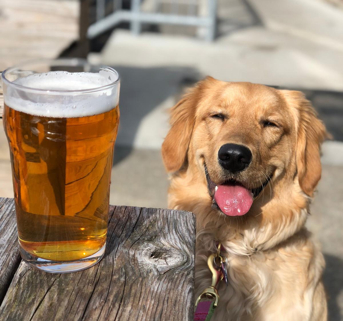 is beer bad for dogs