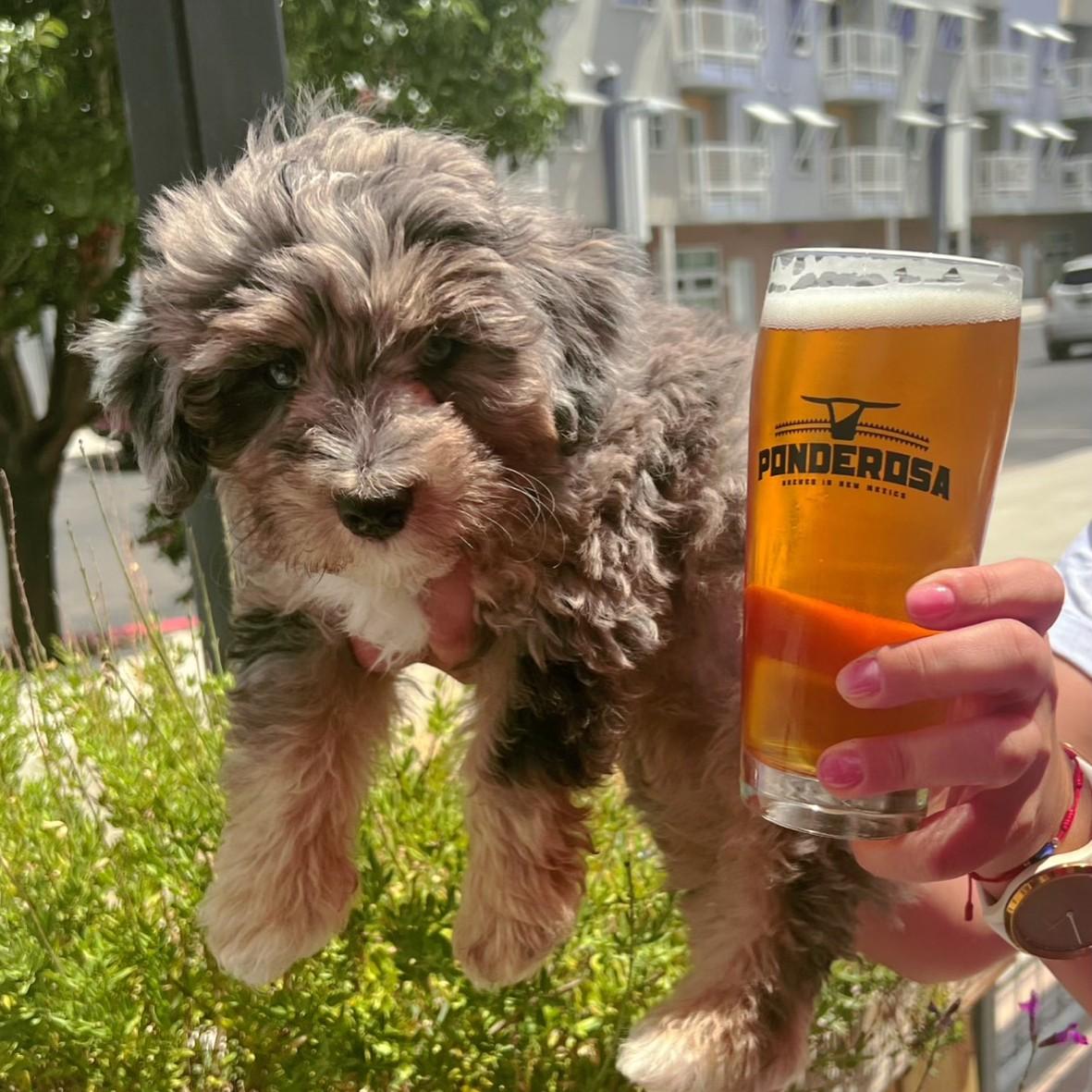 Pet Friendly Ponderosa Brewing Company