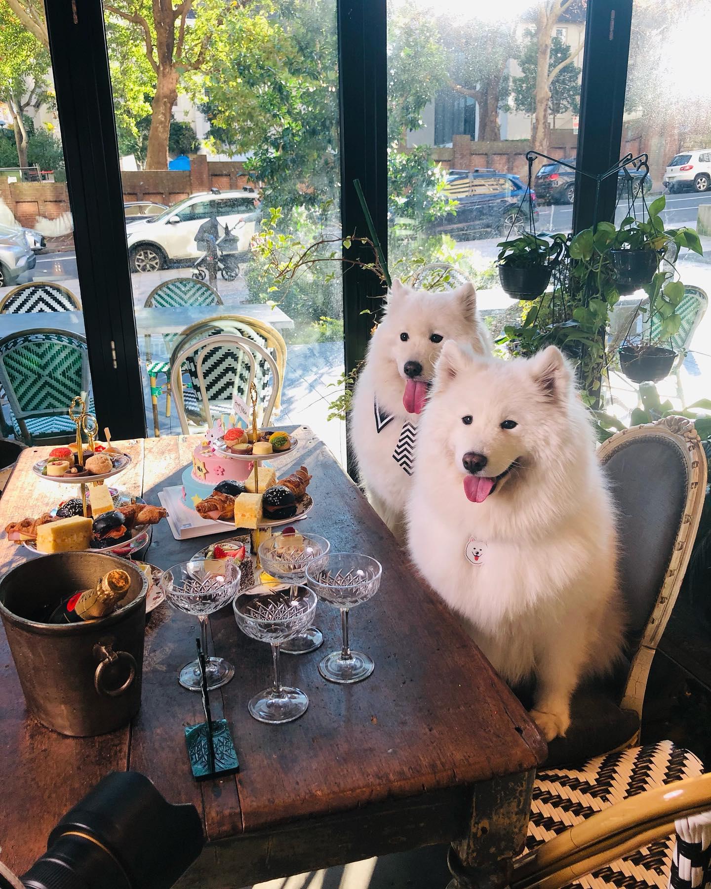 Pet Friendly Cafe Lost and Found - North Sydney Cafe, Coffee Nearby