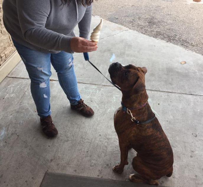 Dog Friendly Ice Cream Shops in Wisconsin - BringFido