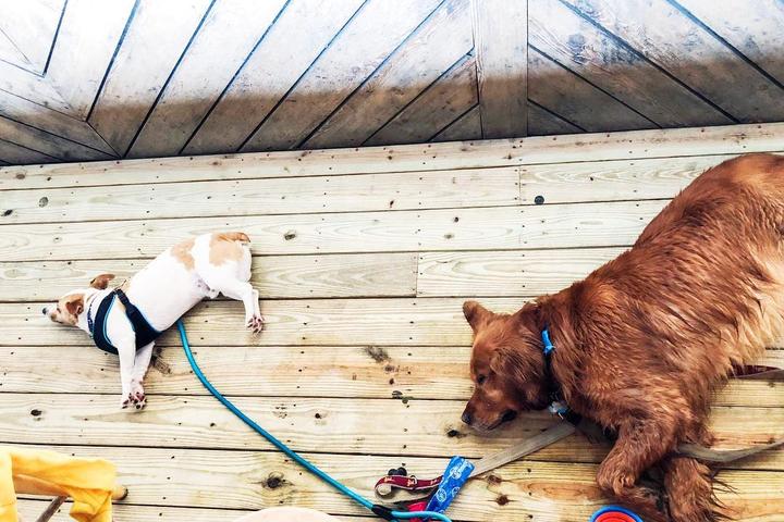 Dog Friendly Restaurants In Dewey Beach De - Bringfido Dog Friendly Restaurants In Dewey Beach De - Bringfido