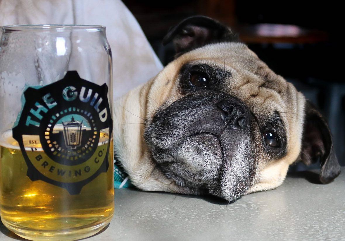 Pet Friendly The Guild Pawtucket Beer Hall