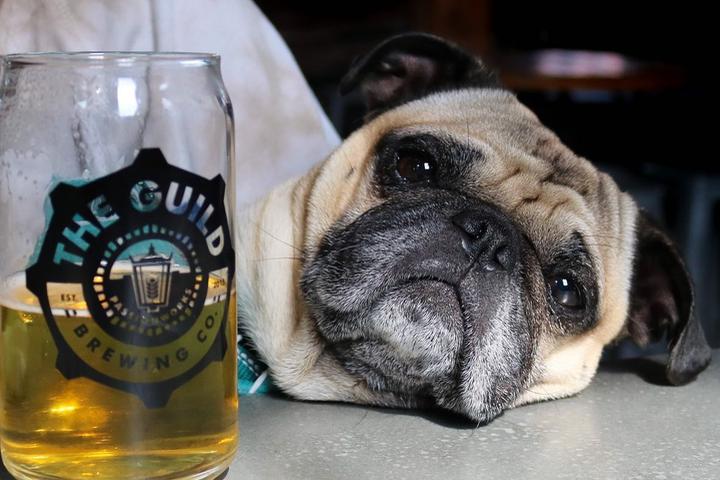 Pet Friendly The Guild Pawtucket Beer Hall