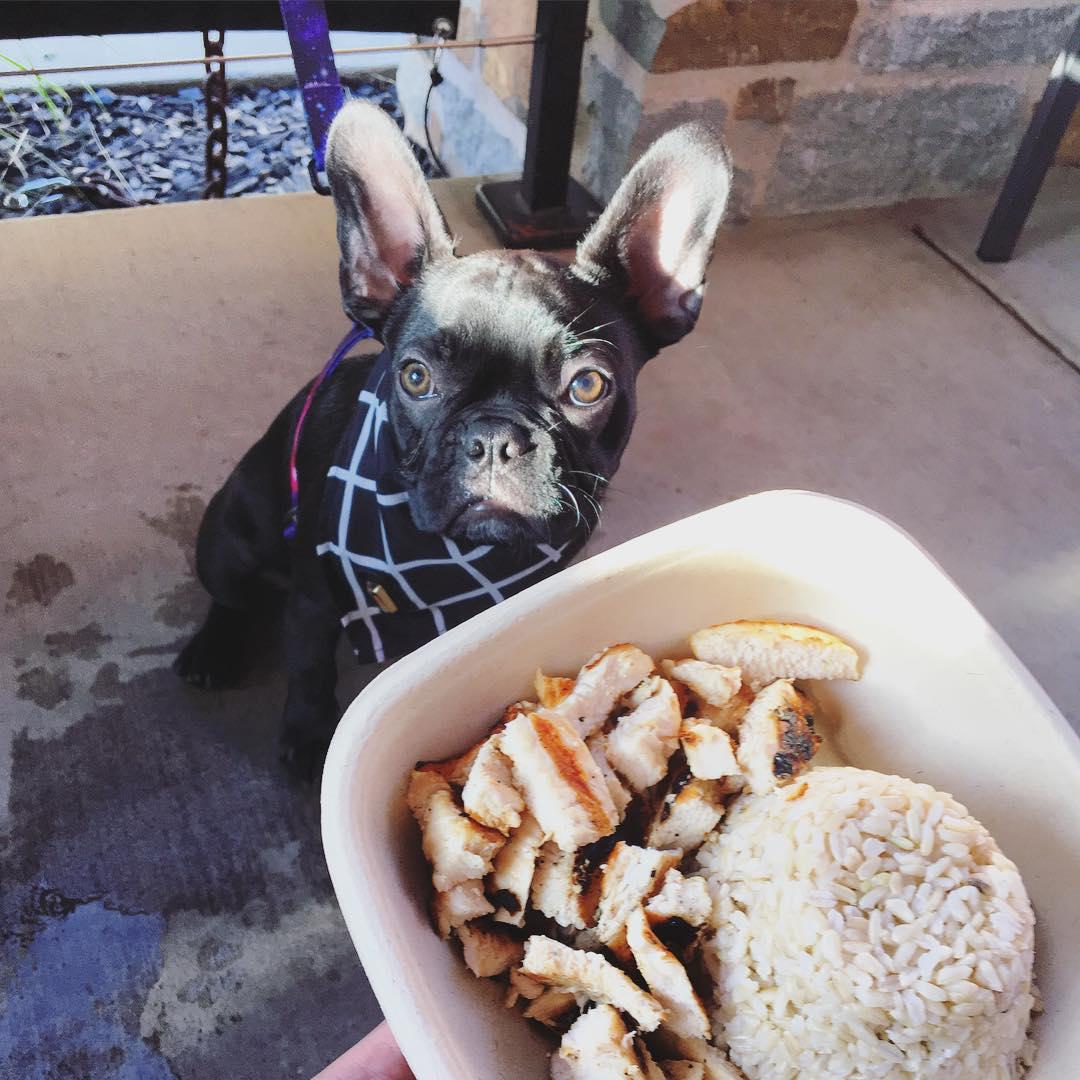 Dog friendly places hot sale near me to eat