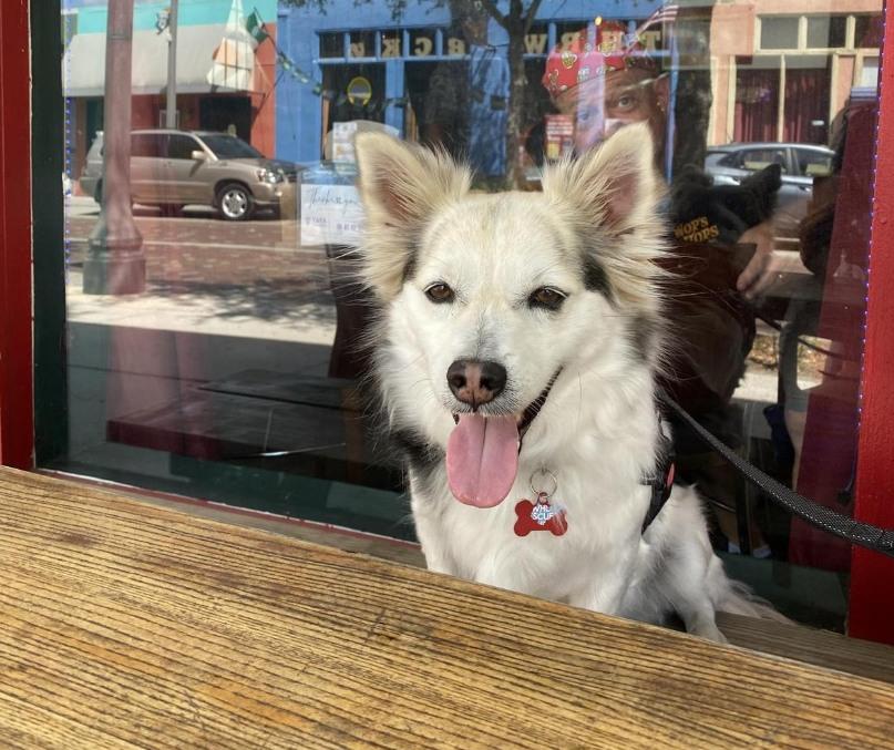Pet Friendly Wop's Hops Brewing Company