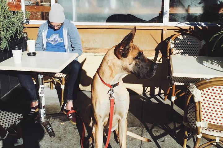 Pet Friendly Bean Bag Coffee House