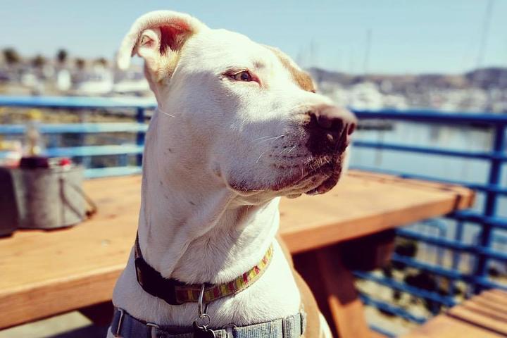 Dog Friendly Seafood Restaurants in Sausalito, CA - BringFido
