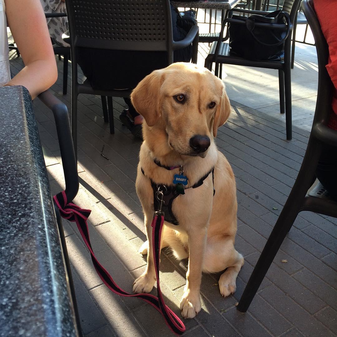 Pet Friendly Wasatch Brew Pub