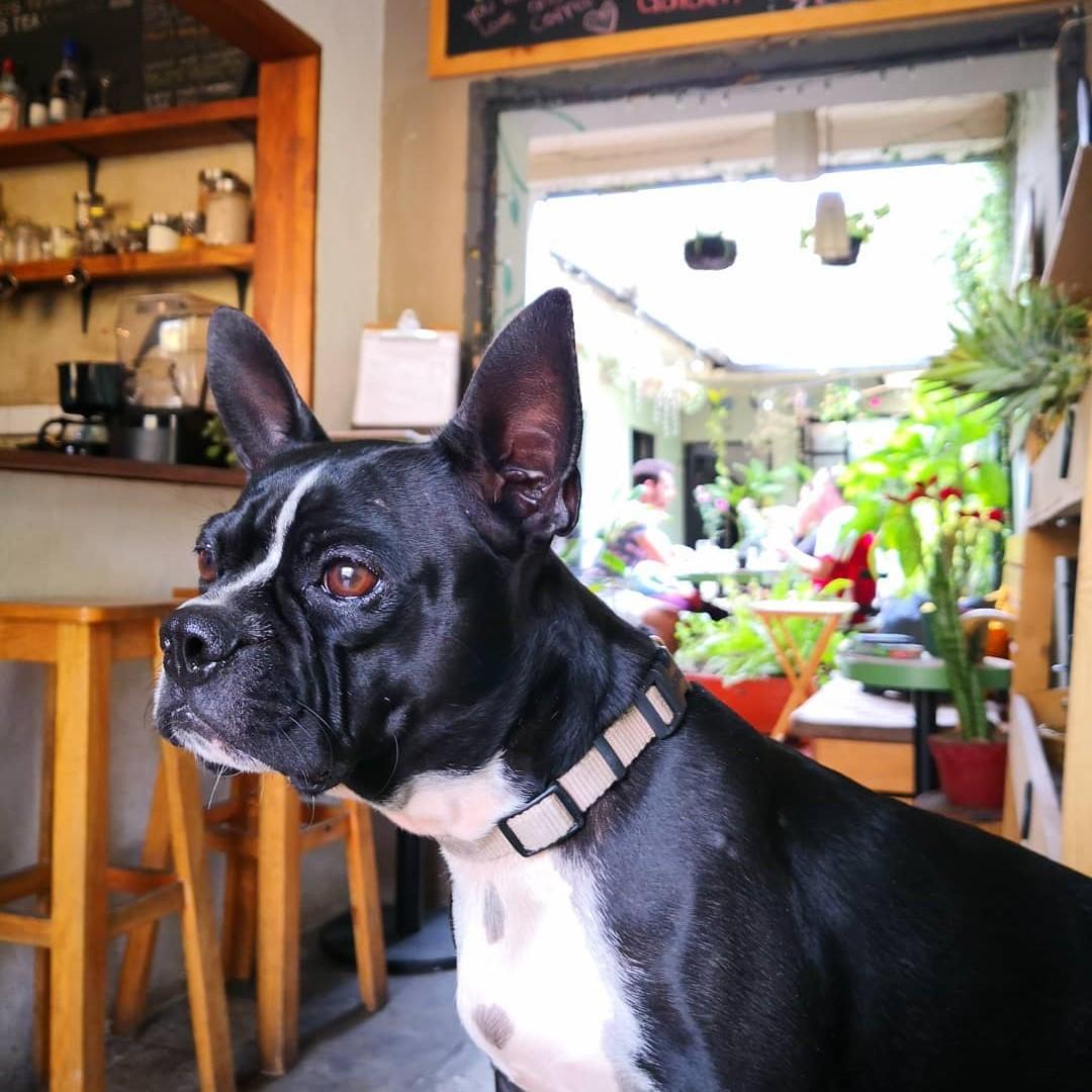 Pet Friendly Unión Café