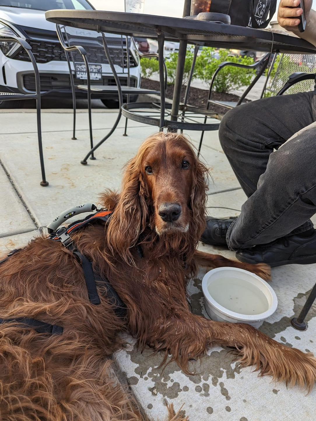 Pet Friendly Tully's Taproom