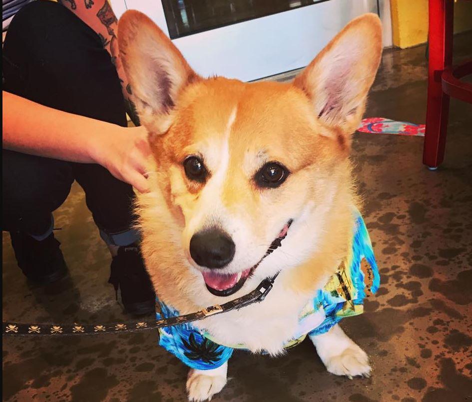 Jimmy Hula's Pet Policy