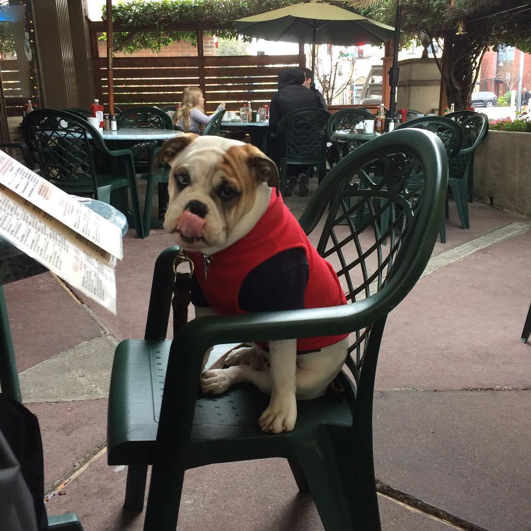 Dog Friendly Coffee Shops San Jose, CA - Last Updated December