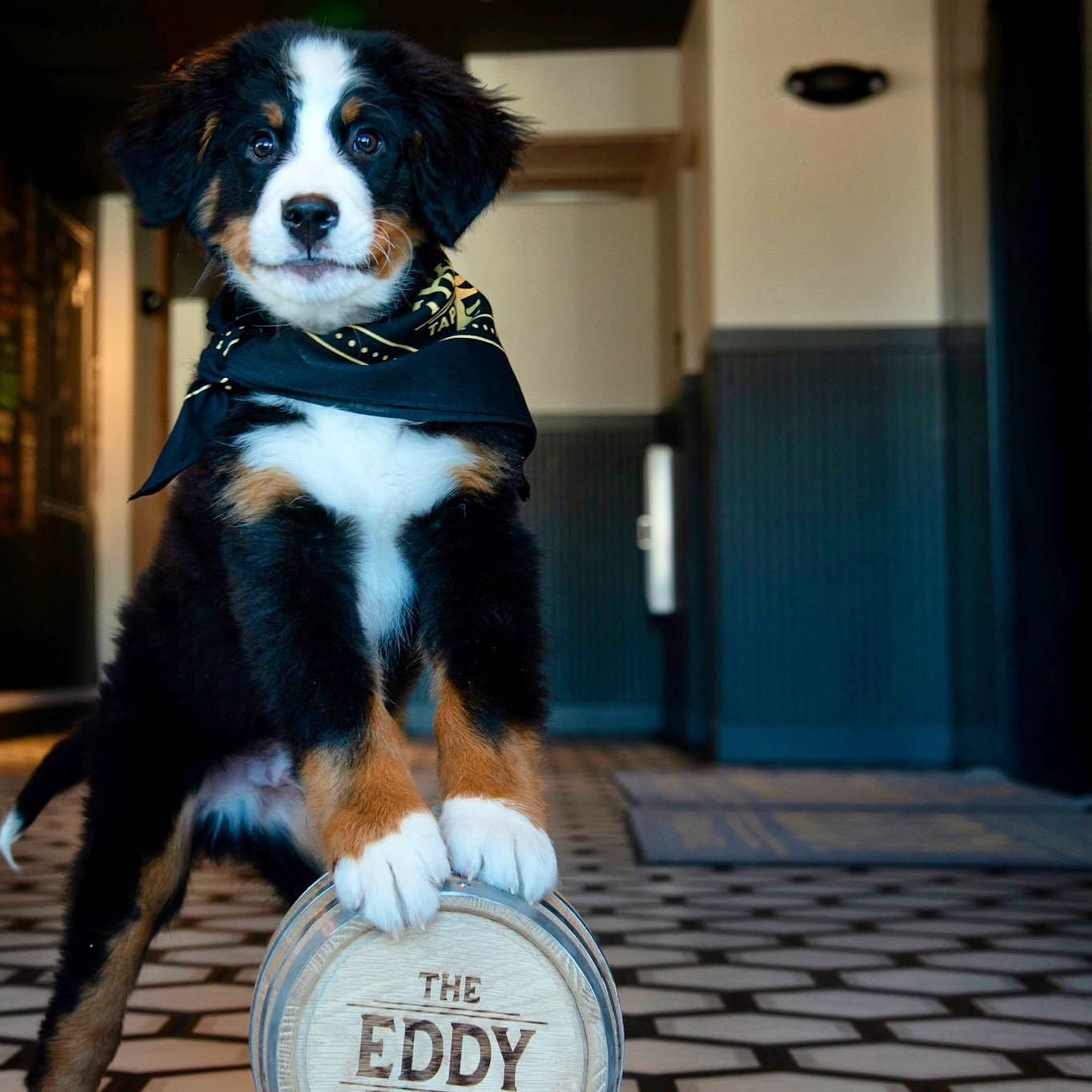 Pet Friendly The Eddy Taproom