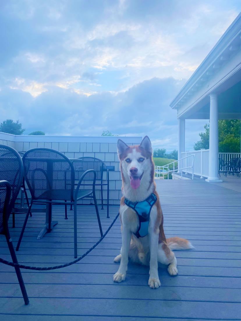 Pet Friendly Grill on the Hill