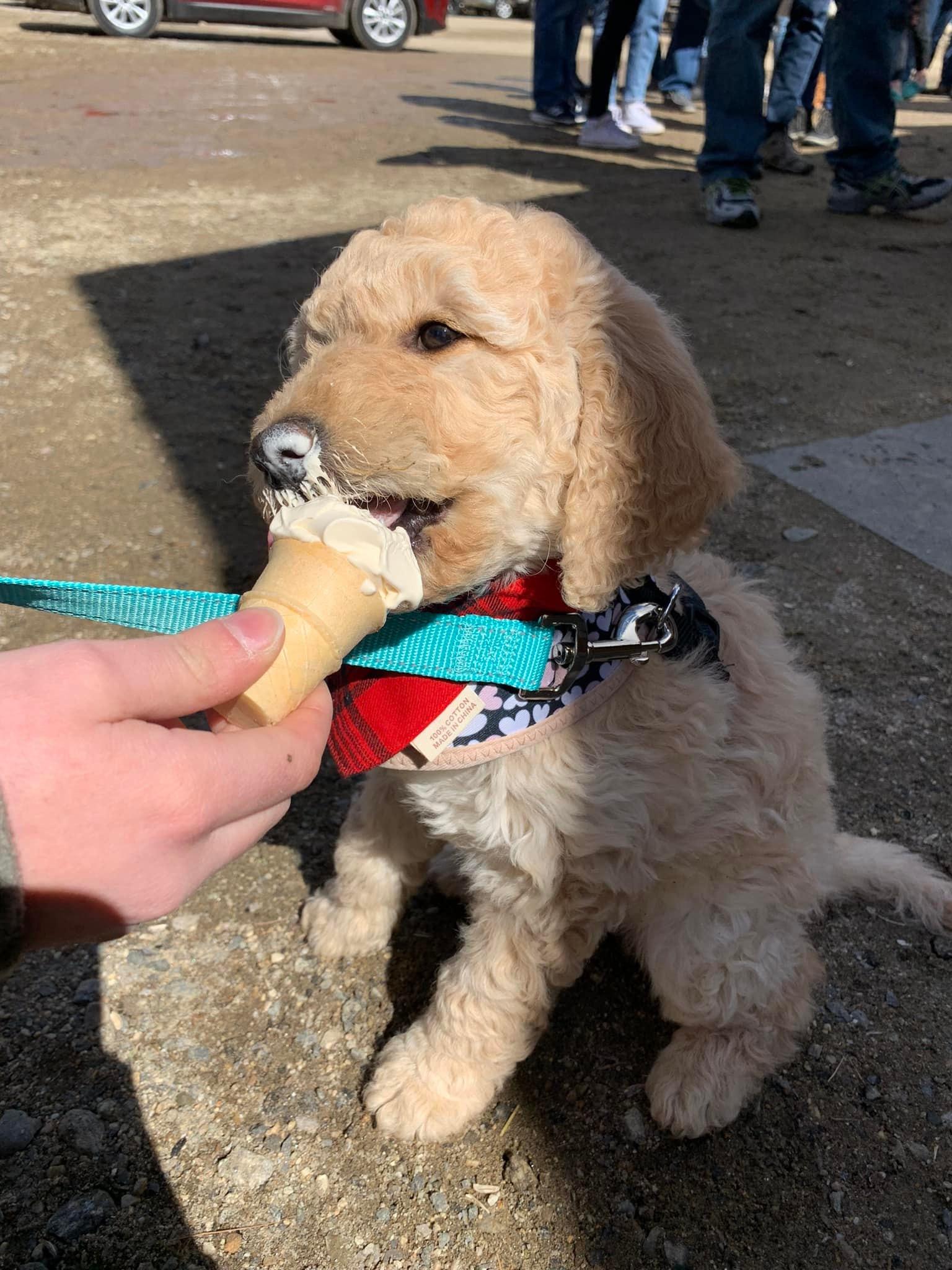 Pet Friendly Scoop on the Cape