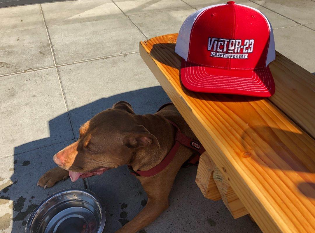 Pet Friendly Victor 23 Brewing