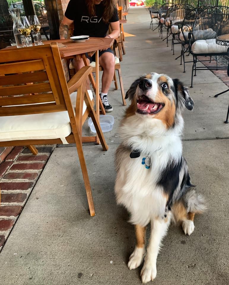 Pet Friendly Athens Uncorked