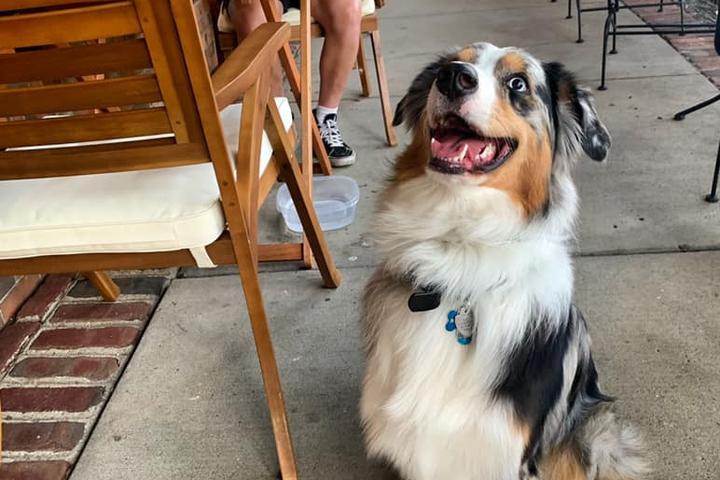 Pet Friendly Athens Uncorked