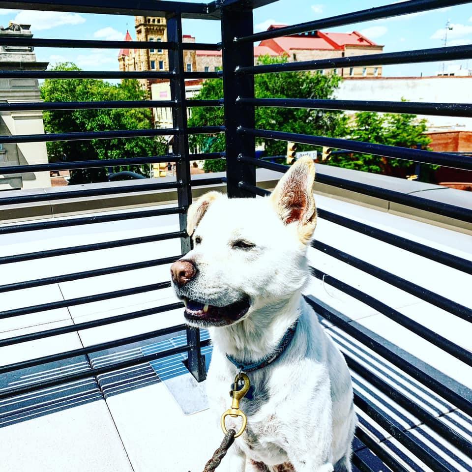 Sumter Original Brewery Is Pet Friendly