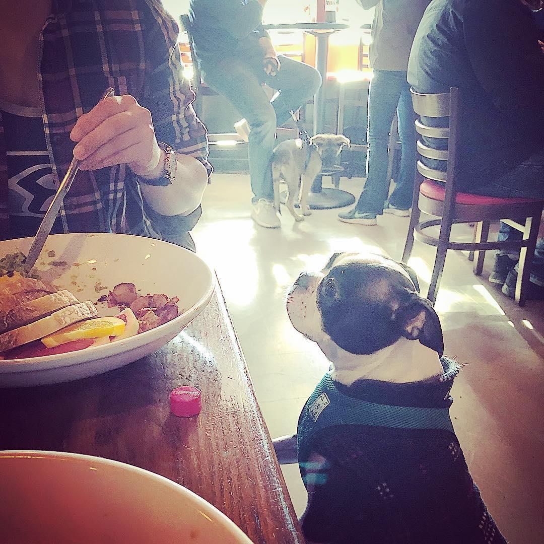 Restaurants near me top outdoor seating dog friendly