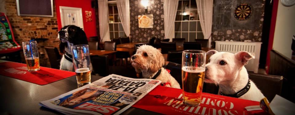 Tin Whistle Irish Pub Is Pet Friendly