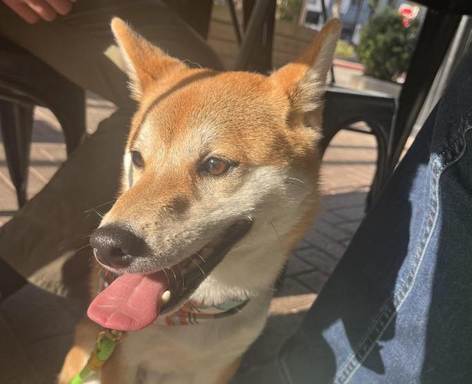 Pet Friendly Little Daddy's Gumbo Bar